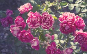 Summer, pink rose flowers wallpaper thumb
