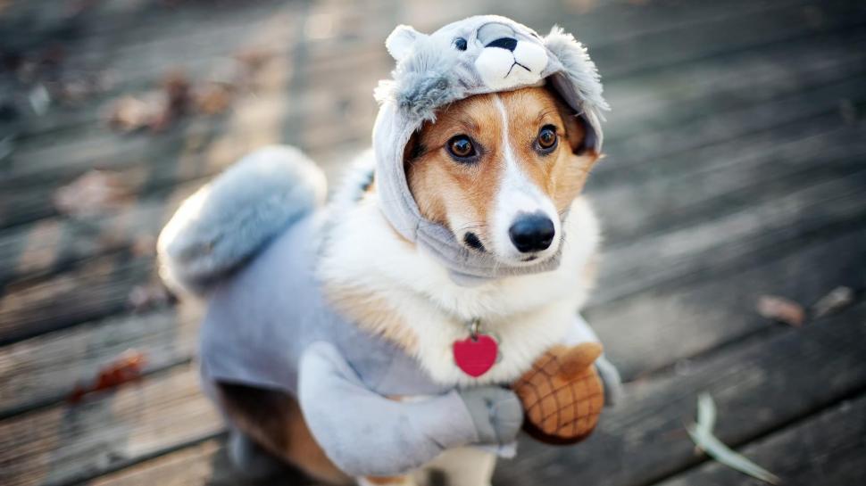 Puppy dressed in a squirrel suit wallpaper,animals HD wallpaper,1920x1080 HD wallpaper,puppy HD wallpaper,suit HD wallpaper,1920x1080 wallpaper