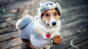 Puppy dressed in a squirrel suit wallpaper thumb
