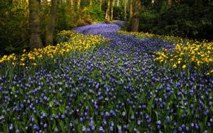 The Netherlands, Keukenhof Park, hyacinths flowers, tulips, trees wallpaper thumb