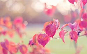 Pink leaves, autumn, drops, dew, glare wallpaper thumb