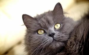 Furry gray cat, yellow eyes wallpaper thumb