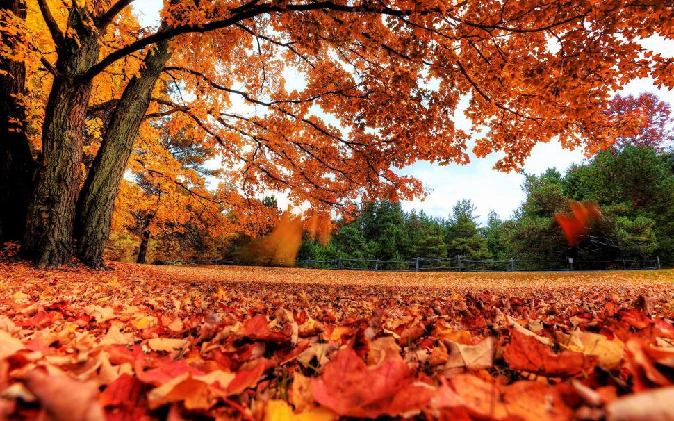 Autumn Maple Leaves wallpaper,autumn HD wallpaper,nature HD wallpaper,maple HD wallpaper,leaves HD wallpaper,2560x1600 wallpaper