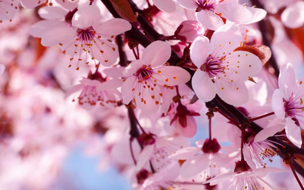 Cherry blooms wallpaper,cherry blossoms HD wallpaper,flowers HD wallpaper,pink HD wallpaper,2880x1800 wallpaper