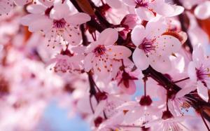 cherry blooms wallpaper thumb