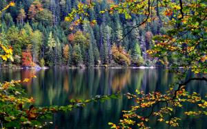 Forest, trees, river, autumn, leaves wallpaper thumb