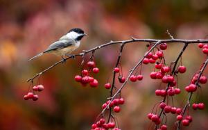 Birds close-up, chickadee, twig and berries, autumn wallpaper thumb