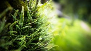 Green grass switzerland macro ferns wallpaper thumb