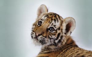 Cute little tiger wallpaper thumb