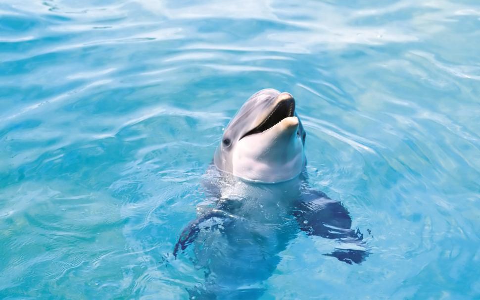 1920×1200 Very Cute Dolphin  High Resolution Stock Images wallpaper,1920x1200 HD wallpaper,animal HD wallpaper,dolphin HD wallpaper,dolphins HD wallpaper,ocean HD wallpaper,1920x1200 wallpaper