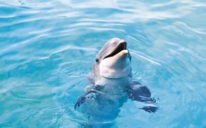1920×1200 Very Cute Dolphin  High Resolution Stock Images wallpaper thumb