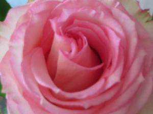 A Very Beautiful Delicate Pink Rose. wallpaper thumb