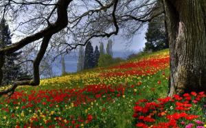 Colored Flowers Meadow wallpaper thumb