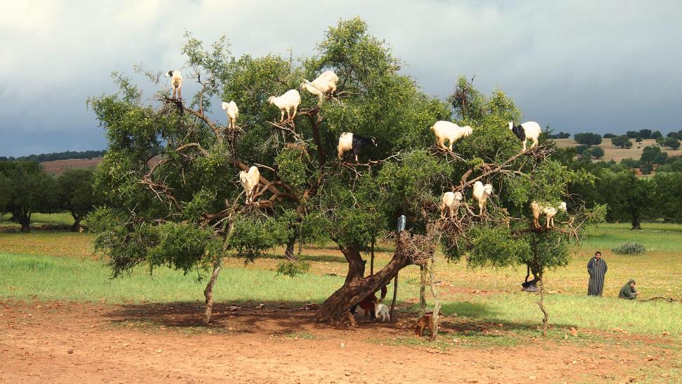 Goats in trees near Essaouira Morocco wallpaper,goat HD wallpaper,morocco HD wallpaper,world HD wallpaper,animal HD wallpaper,essaouira HD wallpaper,tree HD wallpaper,4032x2272 wallpaper