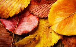 Red Yellow Leaves wallpaper thumb