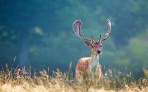 Deer in the summer grass, blurred background wallpaper thumb