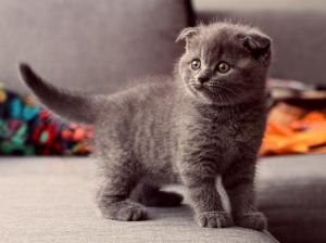 Cute gray cat, standing observation wallpaper thumb