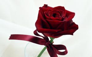 Valentine Red Rose Flower Free HD Widescreen s wallpaper thumb