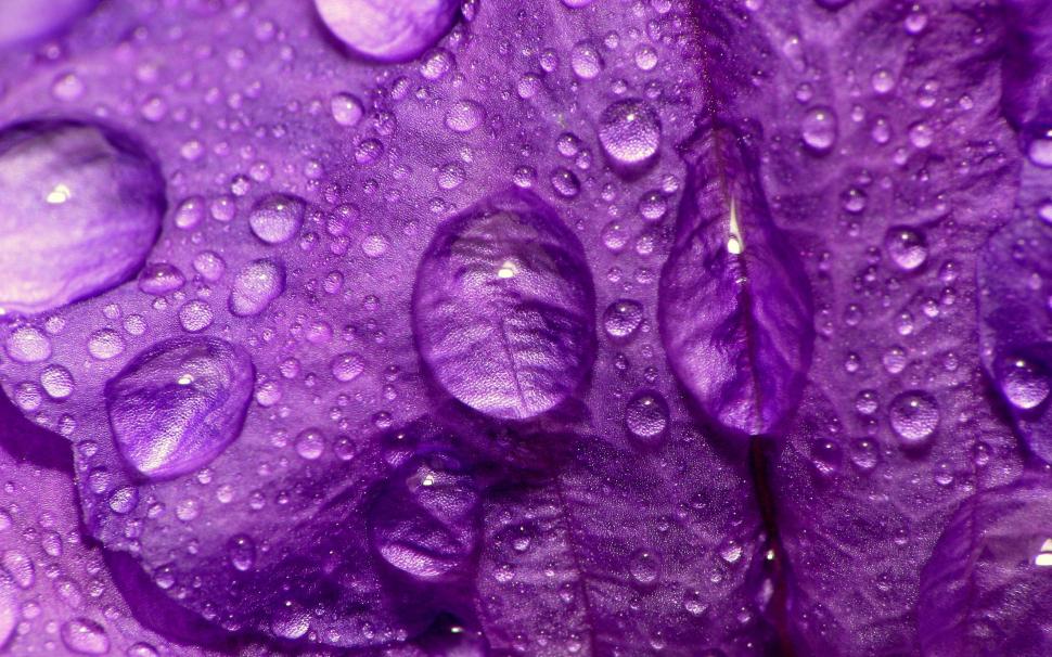 Purple Flower Close Up wallpaper,2560x1600 wallpaper