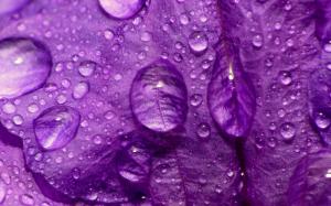 Purple Flower Close Up wallpaper thumb