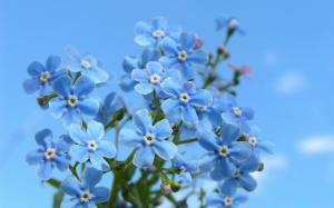 Small Blue Flowers wallpaper thumb