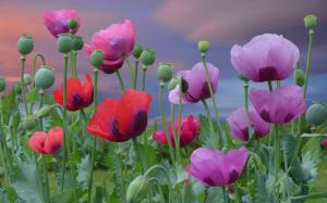 Flowers, poppies, pink wallpaper thumb