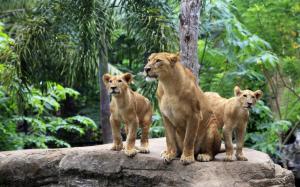 Lion family, lioness, lion cubs wallpaper thumb