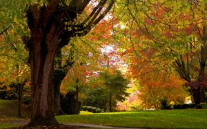 Autumn park, trees, grass wallpaper thumb