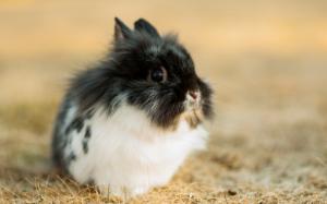 Cute rabbit, black white wallpaper thumb