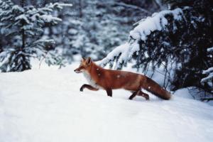 Winter Fox wallpaper thumb