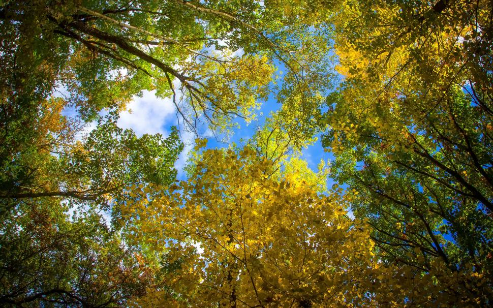 Sky, leaves, autumn, trees wallpaper,Sky HD wallpaper,Leaves HD wallpaper,Autumn HD wallpaper,Trees HD wallpaper,2560x1600 wallpaper