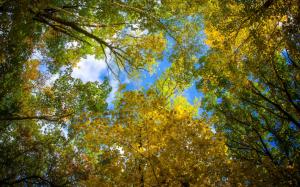 Sky, leaves, autumn, trees wallpaper thumb