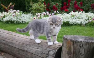 Cute Kitten In The Garden wallpaper thumb