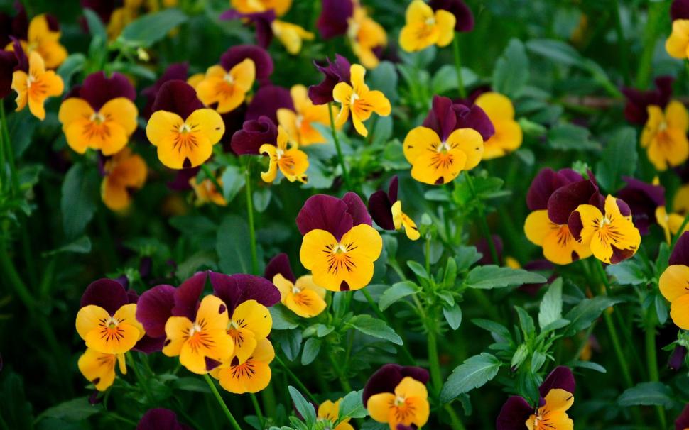 Many pansy flowers wallpaper,Pansy HD wallpaper,Flowers HD wallpaper,1920x1200 wallpaper