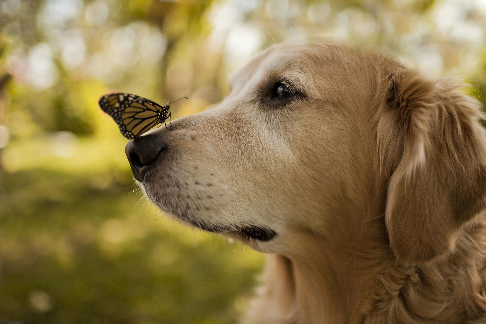 Dog Butterfly ** wallpaper | animals | Wallpaper Better