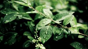Plants, after rain, green leaves, water drops wallpaper thumb