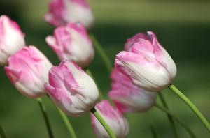 Pink White Tulips wallpaper thumb