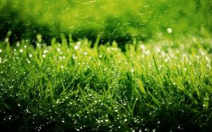 Dew on grass close-up wallpaper thumb
