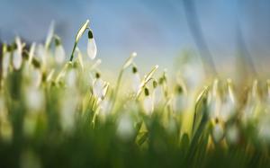 Snowdrops, white flowers, grass, spring, macro, blur wallpaper thumb