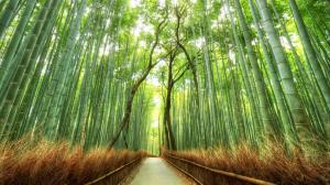Bamboo Path Trail Green HD wallpaper thumb
