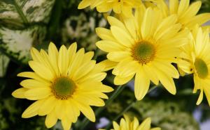 Yellow Color Flowers HD wallpaper thumb