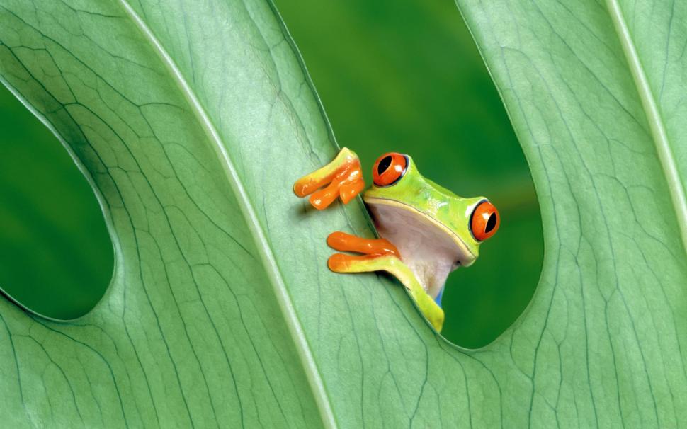 Small frog on a leaf wallpaper,frog HD wallpaper,animal HD wallpaper,leaf HD wallpaper,green HD wallpaper,2880x1800 wallpaper