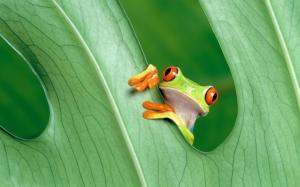 Small frog on a leaf wallpaper thumb