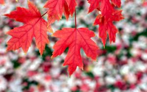 Red maple leaves, autumn, bokeh wallpaper thumb
