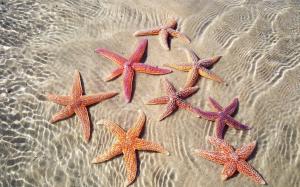 Starfish in the sea wallpaper thumb