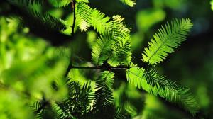 Fern Green Plant HD wallpaper thumb