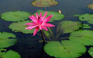 Pink water lily flower, lake water wallpaper thumb