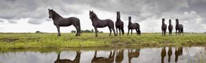 Frisian Horses, Lemmer, Friesland, Netherlands wallpaper thumb