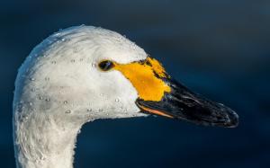 Bird Swan Neck Head Beak wallpaper thumb