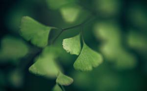 Leaves Macro Green Blur HD wallpaper thumb